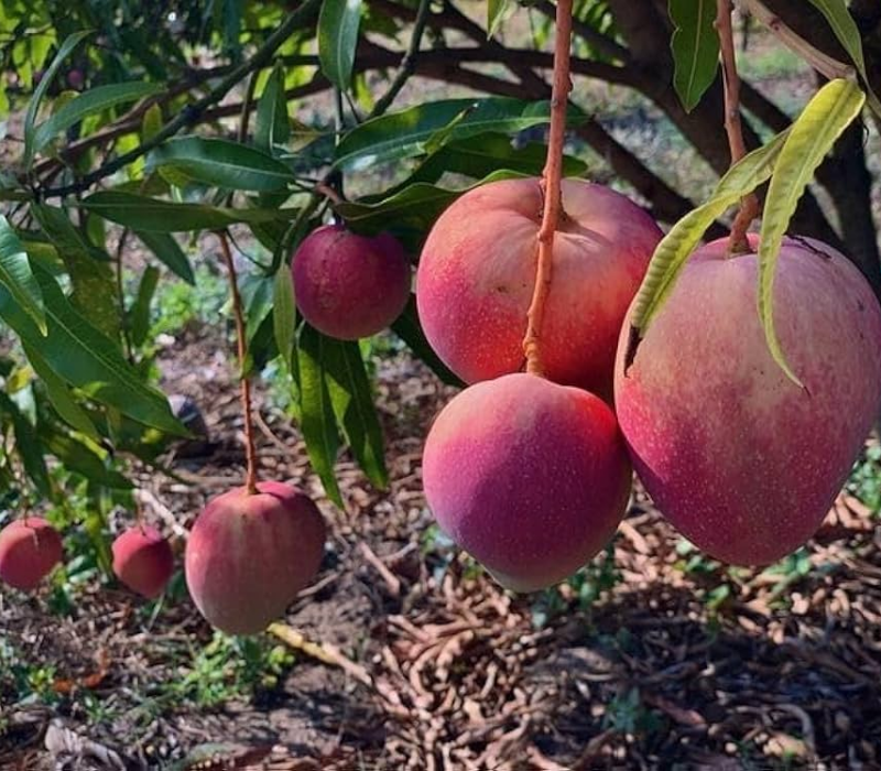 Tanzanian Mangoes