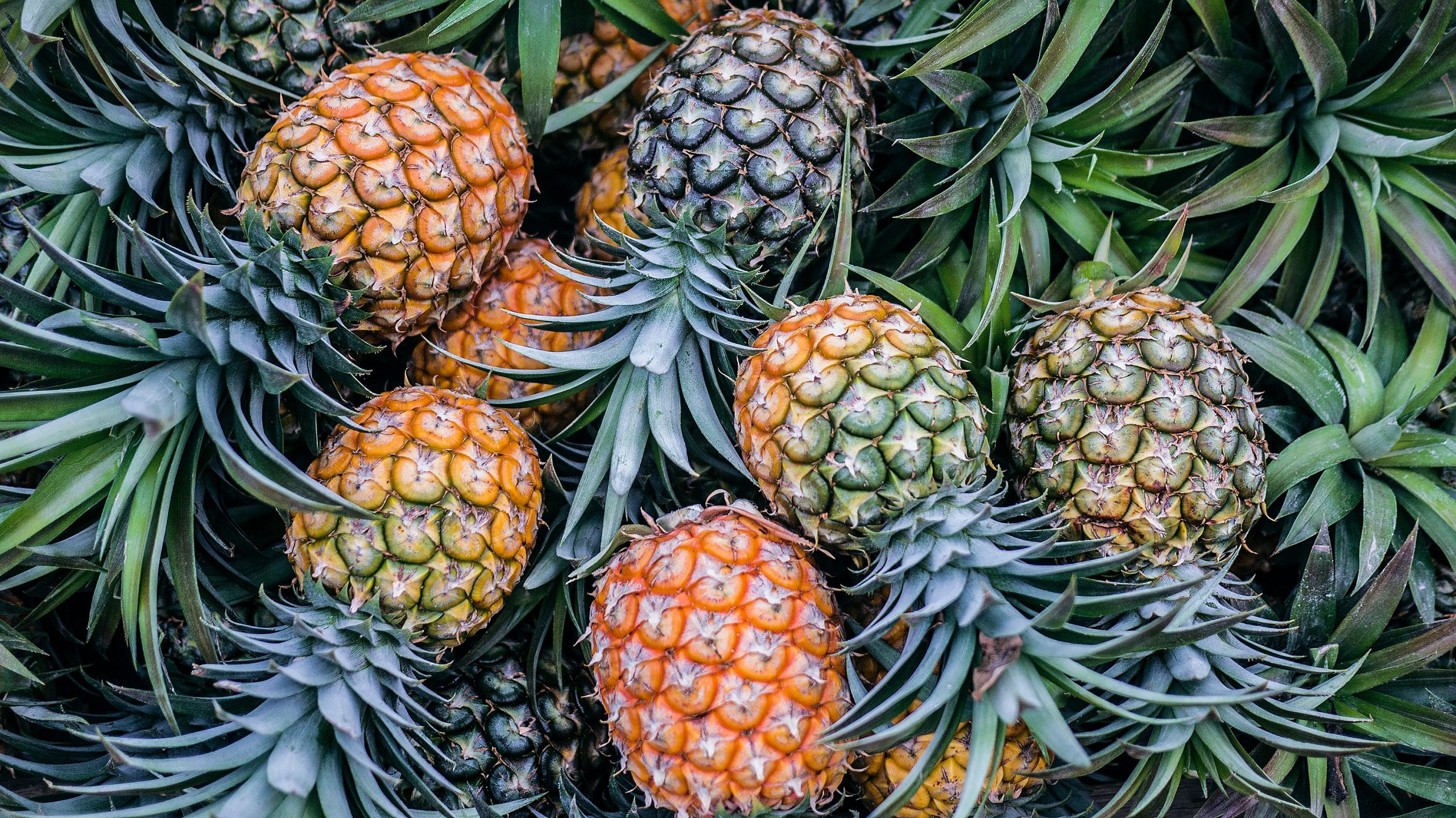 Tanzanian Pineapples